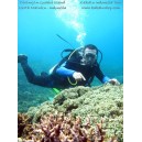 Paket Wisata Diving Pulau Guraici Maluku Utara - Diving Tour in Guraici Island North Maluku