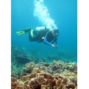 Paket Wisata Diving Pulau Tofiri Jailolo Halmahera Maluku Utara