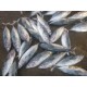 Jual Ikan Cakalang Beku - Sell Frozen Skipjack Fish