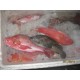 Jual Ikan Kakap Merah (Red Snapper Fish)