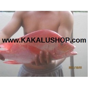 Ikan Kakap Merah (Red Snapper Fish)