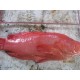 Jual Ikan Kerapu Sunu, Sell Coral Sunu Fish for Restaurant and Hotel's Consumption